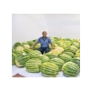 Çoklu Tohum Diyarbakır Karpuzu - 5 Gram