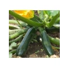 Çoklu Tohum Kara Kolsuz Kabak - 5 Gram