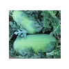 Çoklu Tohum Karpuz Chr.Beyaz - 5 Gram