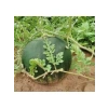 Çoklu Tohum Karpuza Hale Karası - 10 Gram