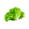 Çoklu Tohum Kıvırcık Marul - 5 Gram