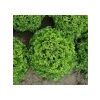 Çoklu Tohum Kıvırcık Marul - 5 Gram