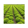 Çoklu Tohum Kıvırcık Marul - 5 Gram