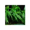 Cryptocoryne Balansae Canlı Bitki - Akvaryum İçin Uygun