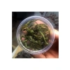Cryptocoryne Crispatula İn Vitro Canlı Bitki - Akvaryum İçin Sağlıklı Seçim