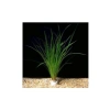 Cyperus Juncus Canlı Bitki Saksısı