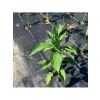 Dayanıklı Siyah Jüt Taban Örtüsü - 90 gram/m² - 1,5 M x 1 M Boyut