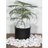 Dekoratif Beyaz Dolomit Çakıl Taşı, 2-4 cm, 1 kg, Peyzaj için
