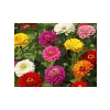 Dev Çiçekli Kirli Hanım Zinnia Tohumu - 20 Adet