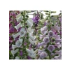 Digitalis Çiçeği Tohumu - Yüksek Kaliteli
