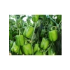 Doğal Biber Kandil Dolma Tohumu - Yüksek Kalite