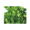 Doğal İri Yaprak Maydanoz Tohumu - 10 Gram