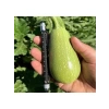 Dolmalık Kabak Tohumu - 10 Gram