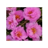 Duble Katlı Koyu Pembe İpek Çiçeği Tohumu (25 Tohum)