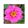 Duble Katlı Koyu Pembe İpek Çiçeği Tohumu (25 Tohum)