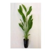 Echinodorus Argentinensis Saksı Canlı Bitki