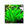 Echinodorus Bleheri Canlı Bitki - Akvaryum için Uygun