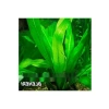 Echinodorus Bleheri Canlı Bitki - Akvaryum için Uygun