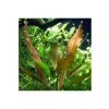 Echinodorus Rose In Vitro Canlı Bitki