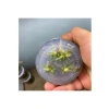 Echinodorus Rose In Vitro Canlı Bitki