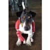 Eğlenceli Sosis Şeklinde Köpek Oyuncağı