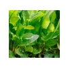 Ekşi Kuzukulağı Tohumu - 3 Gram