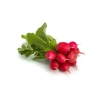 Fındık Turp Tohumu - 5 Gram