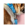 Geri Dönüştürülmüş Malzemeden Üretilen Küçük Köpek Boyun Tasması