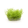 Gratiola Viscidula In Vitro Cup Canlı Bitki