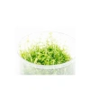 Gratiola Viscidula In Vitro Cup Canlı Bitki