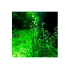 Gratiola Viscidula In Vitro Cup Canlı Bitki
