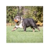 Hava Akışını Kolaylaştıran Futbol Köpek Oyuncağı, Turuncu