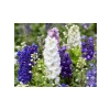 Hazeran Tohumu - 150 Adet - Canlı Renkler ve Uzun Süreli Çiçekler
