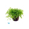 Hemianthus Callitrichoides Cuba Canlı Saksı Bitkisi
