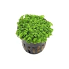 Hemianthus Callitrichoides Cuba Canlı Saksı Bitkisi