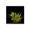 Hygrophila Lacustris Saksı Canlı Bitki