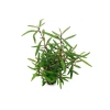Hygrophila Lancea Araguaia Saksı Canlı Bitki