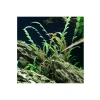 Hygrophila Pinnatifida In Vitro Canlı Bitki