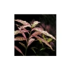 Hygrophila Rosanervig Zeytin Saksı Canlı Bitki