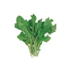 İnce Tere Tohumu - 10 Gram