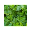 İri Yaprak Maydanoz Tohumu - 10 Gram