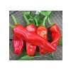 Isot Biber Tohumu - 5 Gram