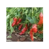 Isot Biber Tohumu - 5 Gram