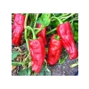 Isot Biber Tohumu - 5 Gram