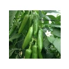 Jalapeno Biber Tohumu - 3 Gram