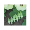 Japon Bamya Tohumu - 10 Gram