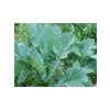Karadeniz Lahana Tohumu - 10 Gram