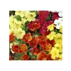 Karışık Mimulus Misk Çiçeği F1 Tohumu - 30 Adet