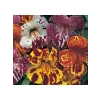Karışık Mimulus Misk Çiçeği F1 Tohumu - 30 Adet