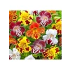 Karışık Mimulus Misk Çiçeği F1 Tohumu - 30 Adet